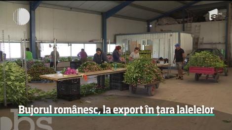 Bujorul românesc face senzaţie în ţara lalelor, unde preţul unei flori licitate la bursă sare de un euro