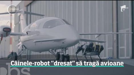 Un robot în formă de patruped a reuşit o performanţă uluitoare. A tras un avion de trei tone pe o distanţă de aproape zece metri