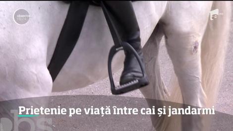 Caii jandarmeriei sunt învăţaţi să nu se sperie de focurile de armă sau chiar să treacă prin foc
