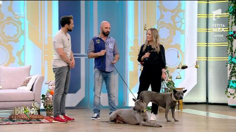 Ridgeback thailandez, singurele exemplare din România, în platoul Neatza cu Răzvan și Dani!