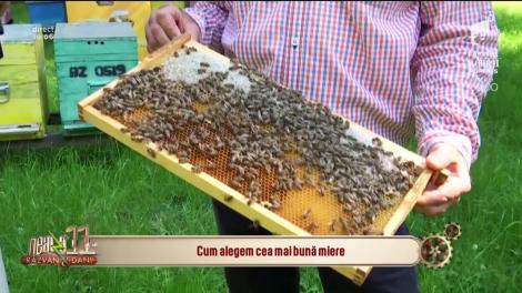 Neatza cu Răzvan și Dani. Cum alegem cea mai bună miere