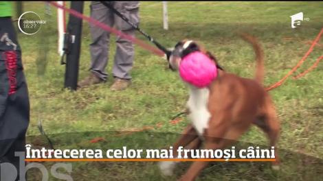Concurs de frumuseţe dedicat câinilor din rasa Boxer, la Oradea
