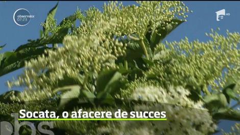 Socata, băutura copilăriei noastre, se poate transforma într-o afacere de succes. A demonstrat-o un producător din Dâmboviţa