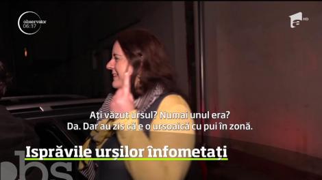 Isprăvile urșilor înfometați din Băile Tușnad