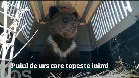 Imaginea unui pui de urs orfan face înconjurul României. Singur într-un colţ al cuştii, cu un ursuleţ de pluş în braţe, a topit sute de inimi