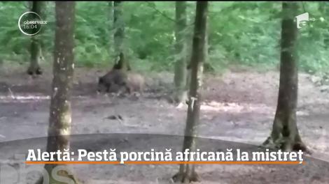 Alertă în Prahova! Au fost confirmate şapte cazuri de pestă porcină africană la mistreţ