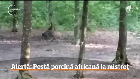 Alertă lângă București! Șase comune sunt în carantină, după ce au fost confirmate noi cazuri de pestă porcină