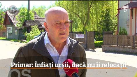 Propunere neobișnuită de la un primar dintr-o comună argeșeană. Preşedintele României şi parlamentarii să adopte câte un urs