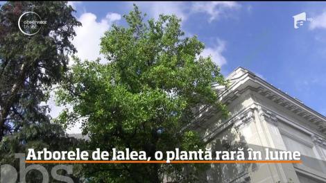 Arborele de lalea, o plantă rară în lume