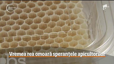 Vremea rea din această primăvară omoară albinele şi le dă mari bătăi de cap apicultorilor, care vor înregistra pierderi foarte mari