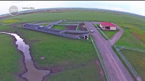 Bizonii, o afacere cu clienți în toată Europa