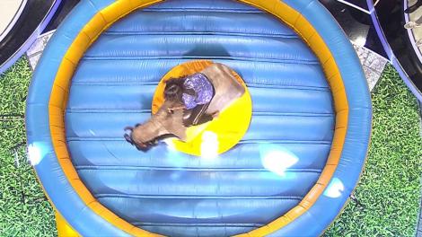 Scena Misterelor. Masca Cavalerul în armură. Diana Munteanu și Bogdan Boantă urcă pe taurul mecanic