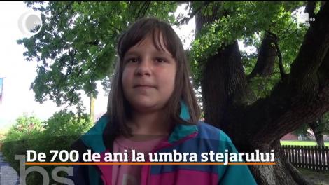 Un ștejar de 700 de ani veghează centrul unui sat din Bistrița