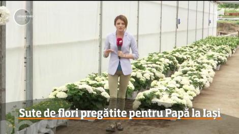 Sute de flori pregătite pentru vizita Papei la Iași