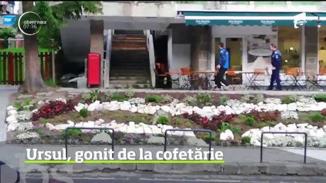 Video. Un urs a fost gonit dintr-o cofetărie în staţiunea Băile Tuşnad cu spray-ul lacrimogen. Oamenii s-au panicat!