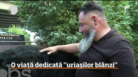 Câinii din rasa Terranova sau "Uriaşii blânzi", aşa cum mai sunt numiţi, sunt pasiunea vieţii unui mureşean! Bărbatul şi-a dedicat viaţa creşterii şi îngrijirii lor