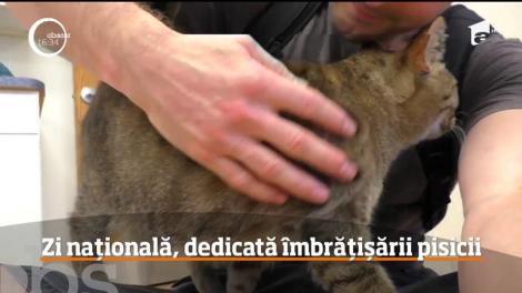 Americanii marchează o zi importantă în calendar! Ziua Naţională a Îmbrăţişatului Pisicii