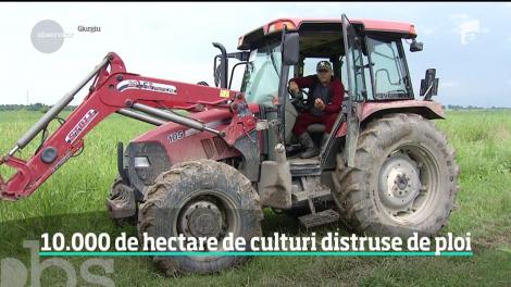 Fermierii sunt disperaţi! Ploile au distrus peste 10 mii de hectare de culturi agricole