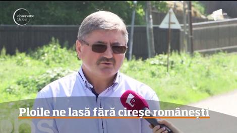 Ploile ne lasă fără cireșe românești în piețe! Producătorii se luptă să-și reducă pierderile, în loc să calculeze profitul