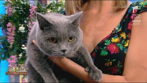 Ramona Olaru, cu pisica la Neatza cu Răzvan și Dani. Dani Oțil: Ești sigură că nu latră!?