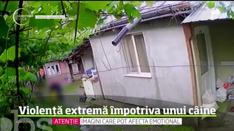 Scene greu de descris în cuvinte au fost surprinse de camerele de supraveghere din gospodăria unui bărbat din Cleja, judeţul Bacău