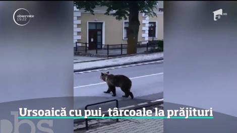 O cofetărie din Băile Tuşnad a devenit centru de atracţie pentru urşii din zonă