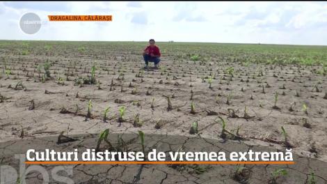Culturile din judeţul Călăraşi au fost compromise