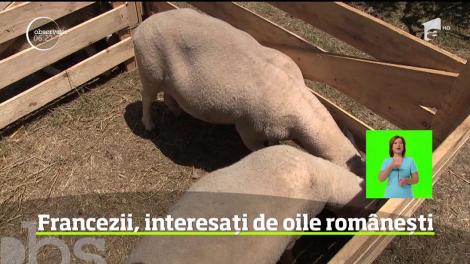 Francezii, interesați de oile românești