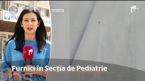 Invazie de furnici la Secţia de Pediatrie a Spitalului Judeţean din Constanţa! O mamă a filmat totul – Video