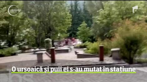 O ursoaică cu trei pui pare că s-a mutat din pădure în staţiunea Băile Tuşnad