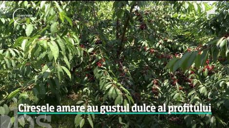 Cireşele amare au gustul dulce al profitului! Dincolo de aromă, aceste fructe pot fi tratament pentru unele boli. Vă dau toate detaliile