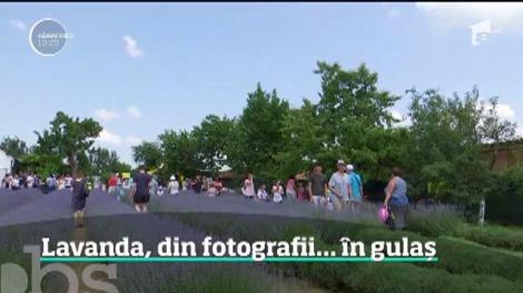Afacere de succes. Lavanda, din fotografii... în gulaș