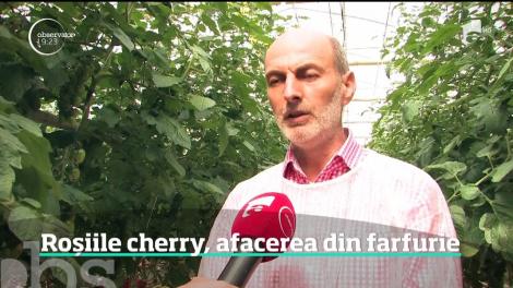 Roşiile cherry câştigă tot mai mult teren în faţa celorlalte soiuri