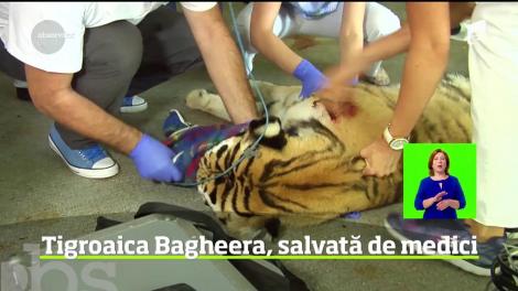 Misiune de salvare contracronometru la Grădina Zoologică din Galaţi, după ce tigroaica Bagheera s-a îmbolnăvit