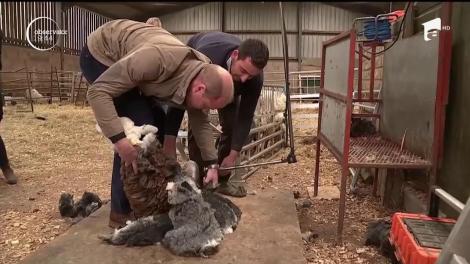 Prinţul William şi ducesa Kate, fermieri pentru o zi. Cei doi au fost filmați în timp ce au tuns şi chiar au muls oi