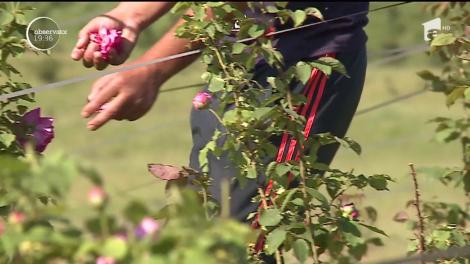 Afacere profitabilă cu parfum de trandafiri. Cu reţeta potrivită, din îndrăgita floare pot ieşi delicatese inedite