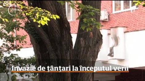 Invazie de țânțari la începutul verii