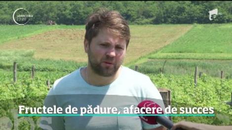 Fructele de pădure, afacere de succes. A investit 1.500 de euro și a câștigat 15.000 de euro, pe an