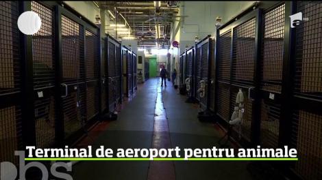 Singurul terminal din lume destinat în exclusivitate animalelor, pe aeroportul John Kennedy din New York
