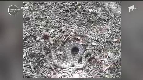 Atenţie la vipere, dacă mergeți la iarbă verde, la poalele munţilor sau pe creste! Multe dintre spitale au rămas fără ser antiviperin