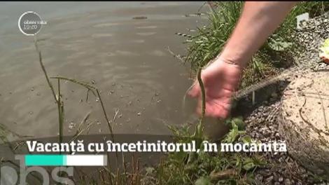 Mocănița, lternativa ardelenească pentru turişti de Rusalii