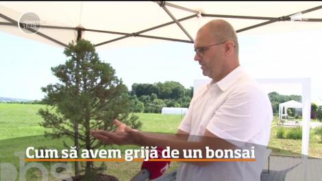 Un inginer chimist a devenit maestru în arta modelării copacilor pitici