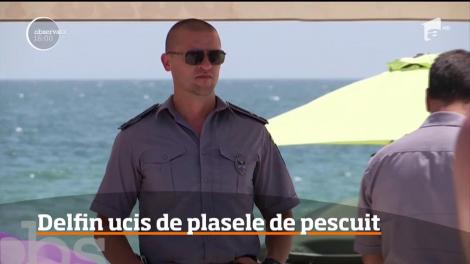 Plasele braconierilor lasă Marea Neagră fără delfini. Două mamifere au fost găsite fără viaţă de turişti