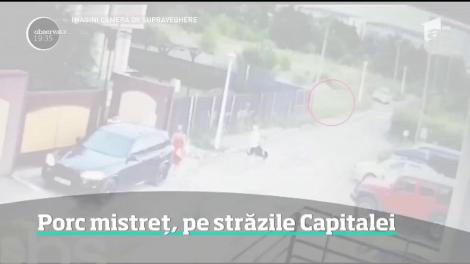 Apariţie neaşteptată pe străzile Capitalei! Un porc mistreţ a ieşit la plimbare într-un ansamblu rezidenţial din sectorul 6