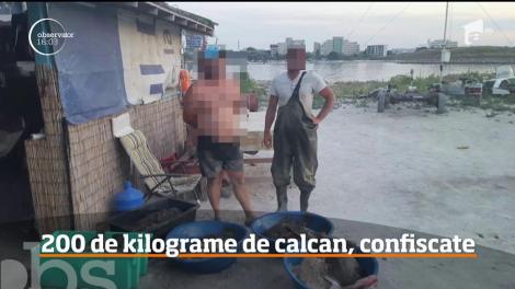 Captură impresionantă pe litoral. Peste 200 de kilograme de calcan au fost confiscate de poliţiştii gărzii de coastă