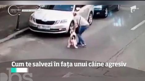 Sfaturi utile în cazul unui atac. Cum să te salvezi în fața unui câine agresiv