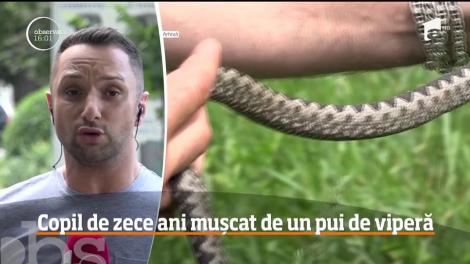 Un băiat de numai 10 ani a fost muşcat de un pui de viperă