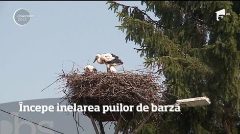 A început numărătoarea berzelor!  300 de păsări din 30 de localităţi vor fi însemnate
