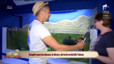 Neatza cu Răzvan și Dani. Imagini spectaculoase de la Acvariul din Tulcea. Aici pot fi admirate specii de pești din Delta Dunării, dar și din zonele de recif