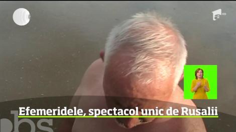 În perioada Rusaliilor natura oferă un spectacol unic pe râul Mureş. Mii de efemeride împânzesc suprafaţa apei şi oferă imagini inedite